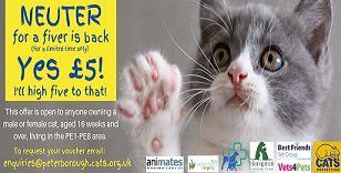 Vets4pets sales neutering offer